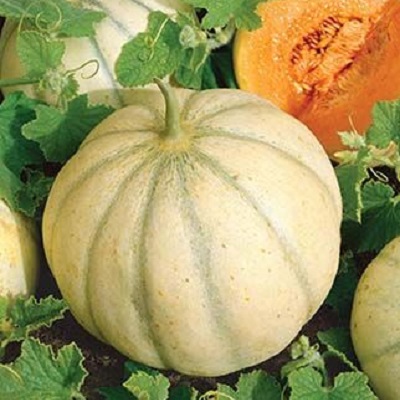 Melon Pepito